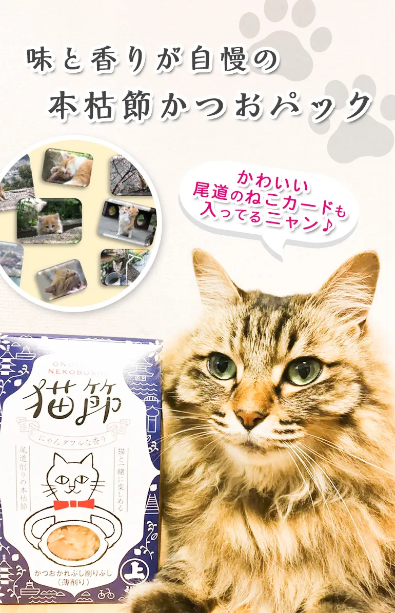 猫節