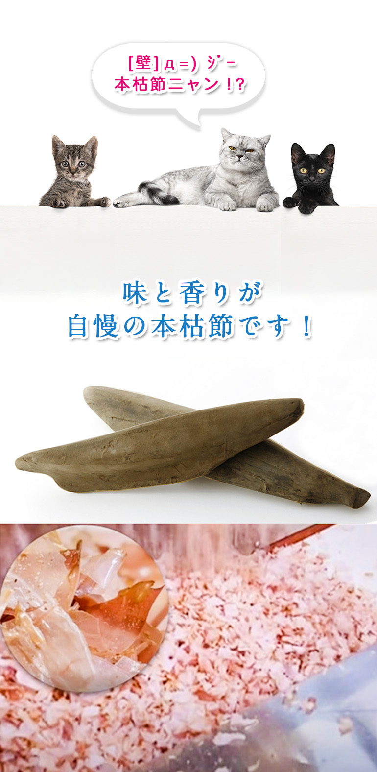 猫節