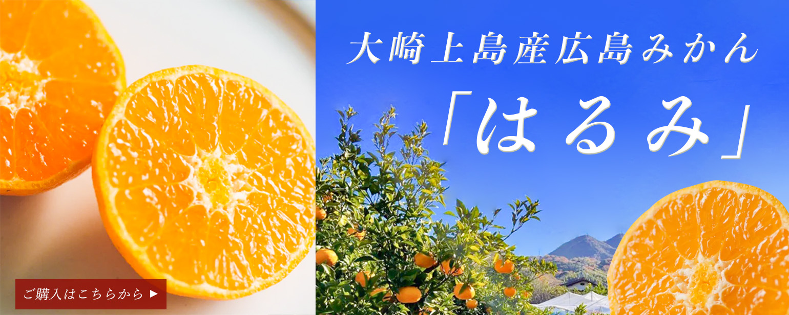 大崎上島産はるみ【ちょっぴり贅沢な柑橘の王様】